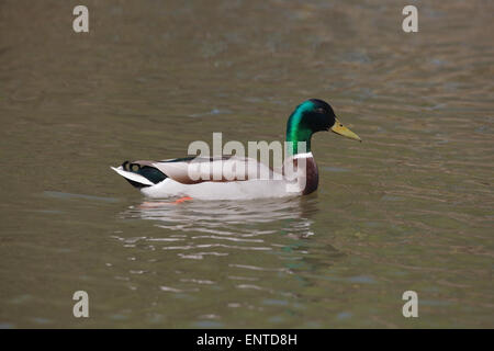 Drake mallard (Anas platyrhynchos). Mâle en plumage nuptial complet. Banque D'Images