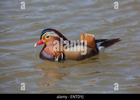 Mandarin Aix galericulata (drake). Établi, les espèces introduites en Angleterre. Une espèce en voie de disparition en Chine Japon Corée. Banque D'Images