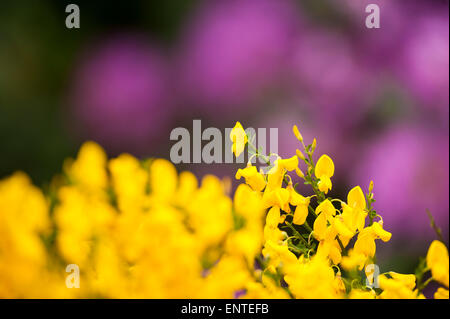 Archange jaune fleur, Parc Forestier de Galloway, Scotland, UK Banque D'Images