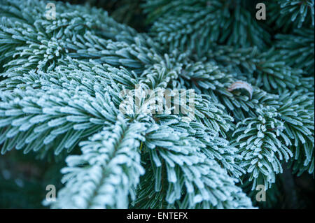 Close-up d'une branche d'épinette de sitka sapin givrée en hiver, UK Banque D'Images