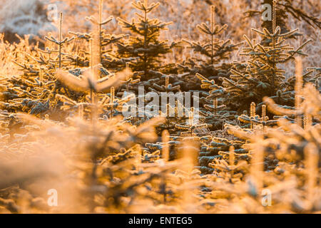 Frost couverts d'arbres de Noël l'épicéa de Sitka en Écosse dans une scène d'hiver Banque D'Images