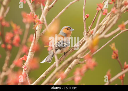 Close up d'un pinson (Fringilla coelebs) oiseau posé dans un arbre de la cerise dans la saison du printemps, UK Banque D'Images