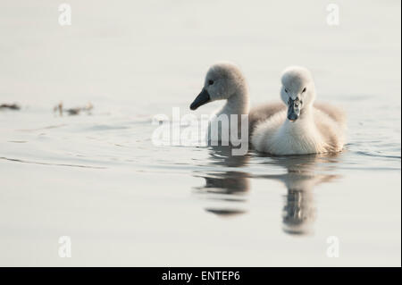 Deux jeunes cygnets Cygne tuberculé (Cygnus olor), Royaume-Uni Banque D'Images