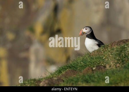 Macareux moine (Fratercula arctica), Cap Ingolfshofdi, Islande Banque D'Images