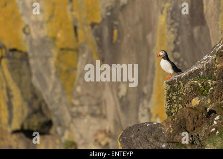 Puffin, le Macareux moine (Fratercula arctica) au cap Ingolfshofdi, Islande Banque D'Images