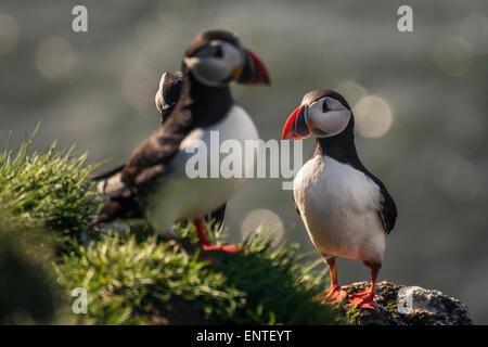 Le Macareux moine (Fratercula arctica) au cap Ingolfshofdi, Islande Banque D'Images