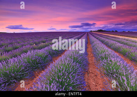 Champ de lavande avec nuage rose au coucher du soleil. France, Provence. Banque D'Images