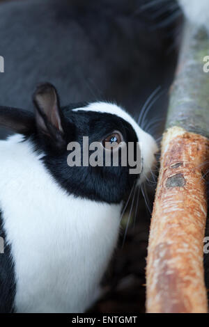 Lapin (Oryctolagus cuniculus). Les néerlandais "animal de race, à côté d'un arbre mâchée log. L'enrichissement de l'environnement. Banque D'Images