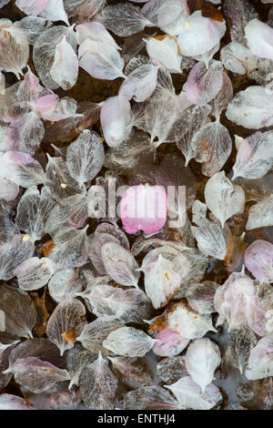 Fallen Apple Blossom petals dans un bain d'oiseaux dans un jardin anglais Banque D'Images