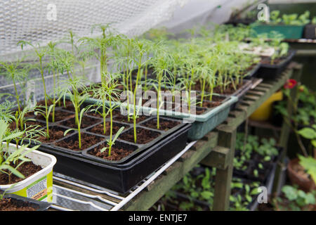 Les jeunes plantes cosmos dans les bacs dans une serre au printemps. UK Banque D'Images