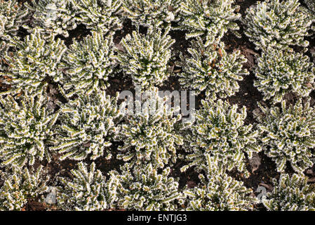 Erica x darleyensis 'blanc de printemps". surprise Modèle Heather fleurs Banque D'Images