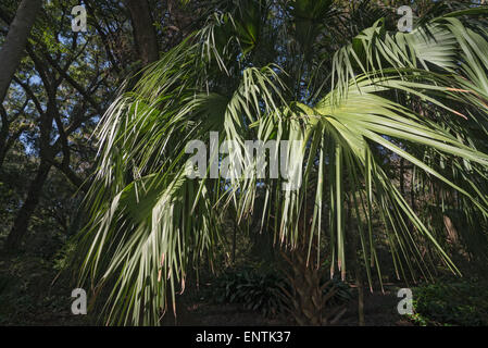 Sabal palm tree à Kanapaha Botanical Garden à Gainesville, Floride. Il est à la fois l'arbre de l'état de Floride et donc... Carolina . Banque D'Images