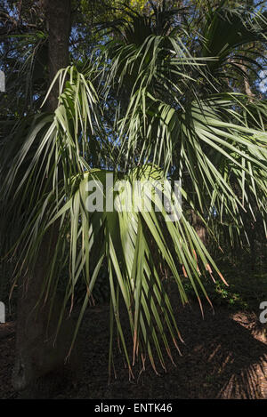 Sabal palm tree à Kanapaha Botanical Garden à Gainesville, Floride. Il est à la fois l'arbre de l'état de Floride et donc... Carolina . Banque D'Images