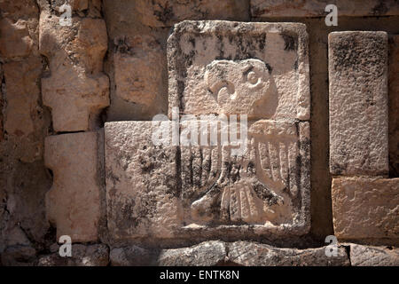 Un relief en pierre avec l'image d'un Guacamaya décore un temple dans la ville maya de Uxmal, Yucatan, Mexique Banque D'Images