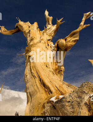 Une ancienne Bristlecone Pine Tree, situé dans le Patriarche Grove, Montagnes Blanches, California USA Banque D'Images