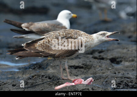 Larus michahellis atlantis, Goéland Banque D'Images