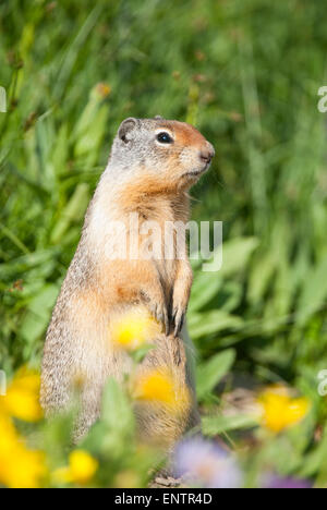 Columbian (Urocitellus columbianus), Glacier National Park, Montana Banque D'Images