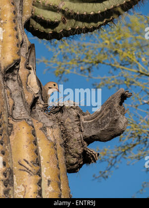 La tourterelle triste (Zenaida macroura) construire un nid sur une branche de saguaro, Lost Dutchman State Park, Apache Junction, Arizona. Banque D'Images