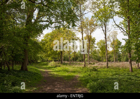 L'anglais standard oaks dans le dégagement de forêt Banque D'Images