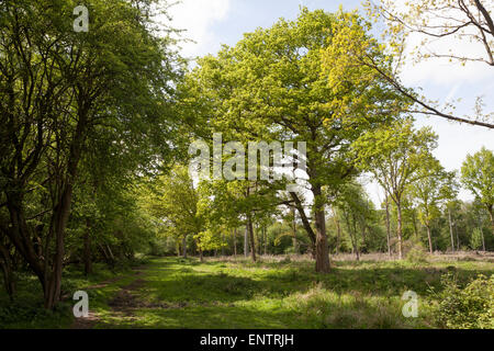 L'anglais standard oaks dans le dégagement de forêt Banque D'Images