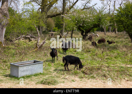 Hebridean moutons en forêt de Hatfield Banque D'Images