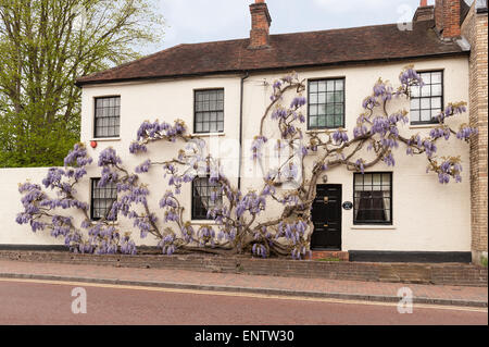 Laver blanc brique peinte avec de vieux chalet glycine mauve violet mature arbuste glycine en pleine floraison bâtiment revêtement II Banque D'Images