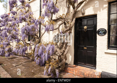 Laver blanc brique peinte avec de vieux chalet glycine mauve violet mature arbuste glycine en pleine floraison bâtiment revêtement II Banque D'Images