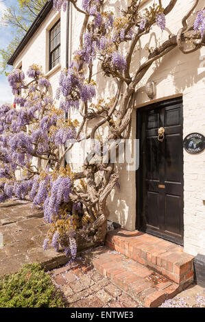 Laver blanc brique peinte avec de vieux chalet glycine mauve violet mature arbuste glycine en pleine floraison bâtiment revêtement II Banque D'Images