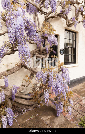 Laver blanc brique peinte avec de vieux chalet glycine mauve violet mature arbuste glycine en pleine floraison bâtiment revêtement II Banque D'Images