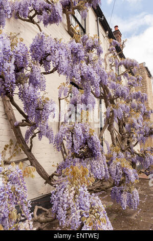 Laver blanc brique peinte avec de vieux chalet glycine mauve violet mature arbuste glycine en pleine floraison bâtiment revêtement II Banque D'Images