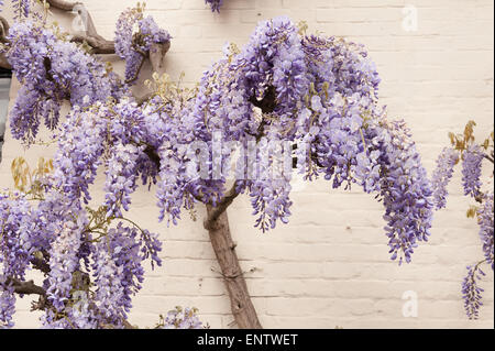 Laver blanc brique peinte avec de vieux chalet glycine mauve violet mature arbuste glycine en pleine floraison bâtiment revêtement II Banque D'Images