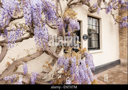 Laver blanc brique peinte avec de vieux chalet glycine mauve violet mature arbuste glycine en pleine floraison bâtiment revêtement II Banque D'Images