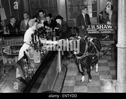 John Shaw, de Walworth, un fruiterer avec une passion pour les chevaux est propriétaire d'un arbre piebald Shetland pony appelée Felbridge Flash. John a trouvé que quand il est allé dans sa pub pour une boisson, les enfants jouent avec et taquiner Flash. De sorte qu'une solution à ce problème il faut maintenant complet avec Flash panier dans le public house. La Surrey Arms, avec l'épouse du publicain, Mme Hardman Flash alimentation avec un biscuit. Deuxième en partant de la droite est le propriétaire de Flash John Shaw, converser autour d'un verre avec un ami. Août 1952 Banque D'Images