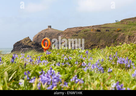 Bluebells, falaises et tour à Abereiddy, Pembrokeshire Coast National Park, pays de Galles Royaume-Uni en mai - Abereiddi Banque D'Images