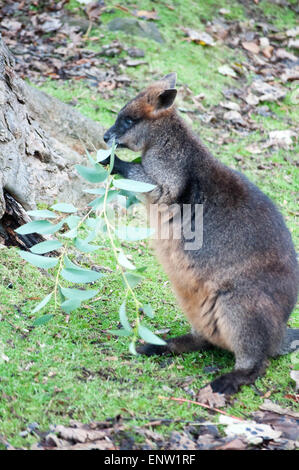 Jeune wallaby en captivité manger les feuilles dans son enclos au zoo d'Edimbourg, Ecosse Banque D'Images