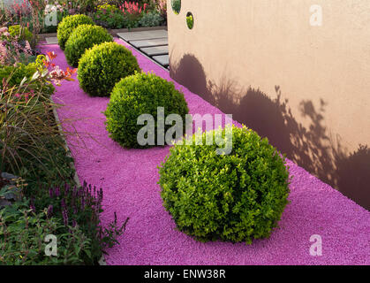 Petit jardin moderne avec Buxus sempervirens - balles en boîte topiaire sur le paillis de gravier coloré jardin printemps UK Malvern Show Banque D'Images