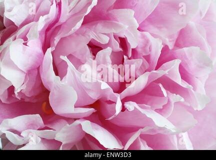 Pivoine rose, gros plan Banque D'Images