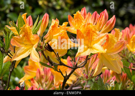 Fleurs de mai des feuillus azalée, Rhododendron 'unbeam» Banque D'Images