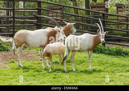 Scimitar horned oryx (Oryx dammah) avec jeune veau au Zoo, Plock Pologne Banque D'Images