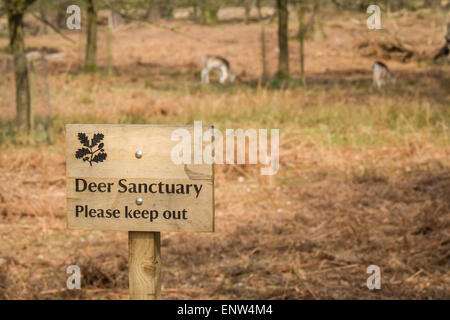 Dans les daims chevreuils dans le parc de Dunham Massey, Altrincham, Cheshire, Angleterre. Banque D'Images