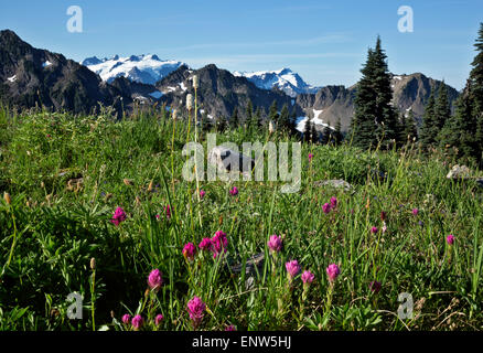 WASHINGTON -pinceau et la bistorte montagne dans un pré en fleurs au sud du col d'Anderson, avec vue sur le Mont Olympe. Banque D'Images