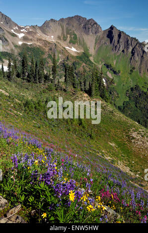 WA10650-00...WASHINGTON - Fleurs des fleurs sur une colline près de Anderson passent dans le parc national Olympic. Banque D'Images