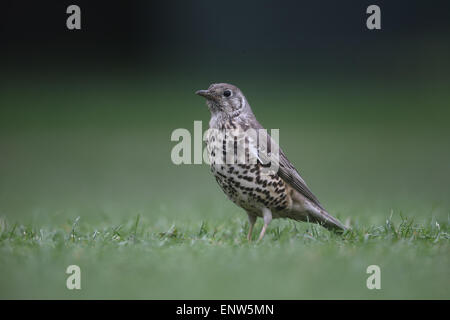 Mistle thrush, Turdus viscivorus, seul oiseau sur l'herbe, Londres, mai 2015 Banque D'Images