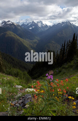 WA10665-00...WASHINGTON - Une nuée couvrit le Mont Olympe et Mount Tom Cat de la piste de crête dans le parc national Olympic. Banque D'Images