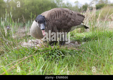 La Bernache du Canada mère garde nid de gosling poussins. Banque D'Images