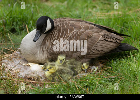 La Bernache du Canada de la mère s'assit sur son nid avec poussins oisons. Banque D'Images