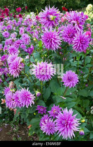 Belle "Worton Blue Streak' dahlias. Pourpre bleuté semi-cactus blossom du dahlia vivaces. Banque D'Images