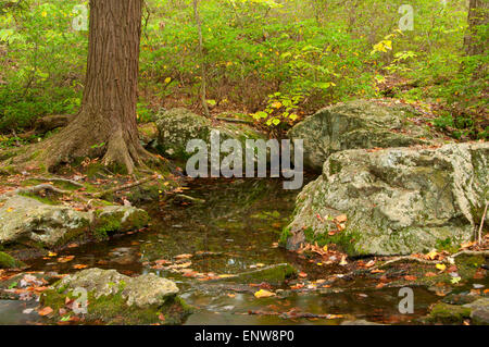 Brassie Brook le long sentier Undermountain, Mount Riga State Park, New York Banque D'Images