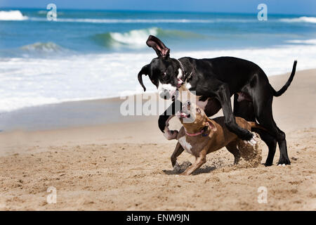 Dogue Allemand noir et blanc et les petits chiens Pitbull exécutant et un jeu dur dans le sable sur la plage avec des vagues et l'océan en arrière-plan Banque D'Images