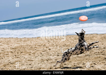 Chien dalmatien la course et le saut de plage dans le sable au frisbee avec océan et ciel bleu en arrière-plan sur une journée ensoleillée Banque D'Images